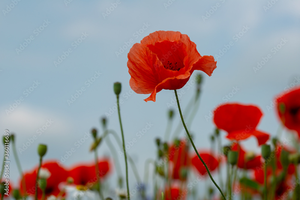 Naklejka premium czerwony mak w zielonej trawie na równinie