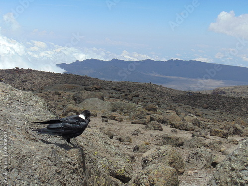 Kilimanjaro Crow