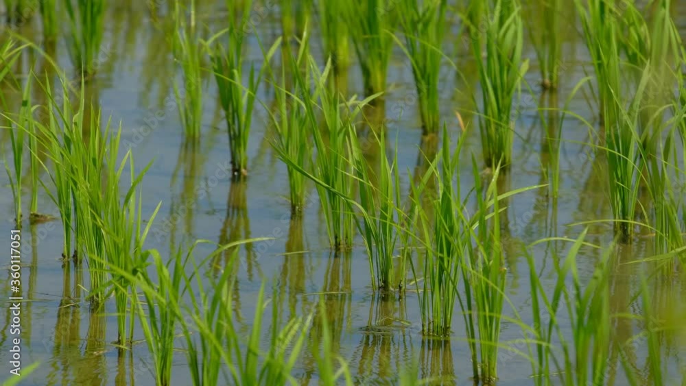 【動画素材】田植えの後の稲 水田 初夏 【動画素材】田植えの後の稲 水田 初夏