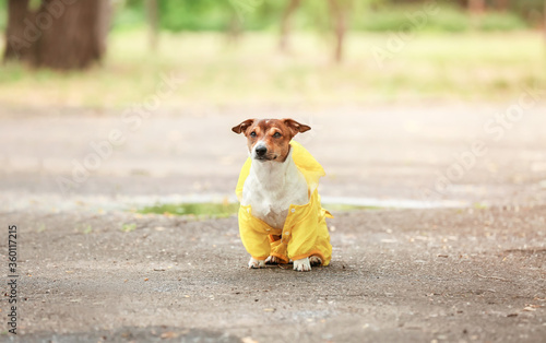 Funny dog in raincoat walking outdoors