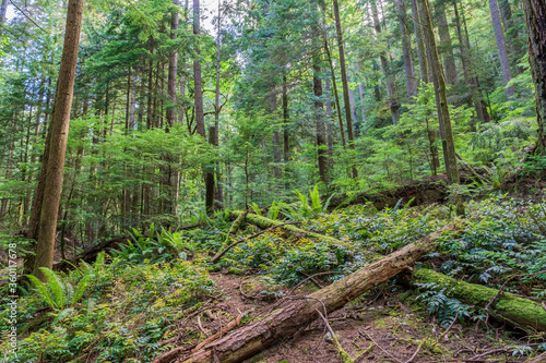 Fallen trees in the green forest park british columbia canada.