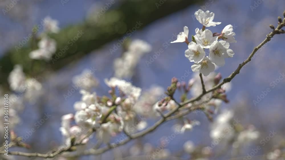 Japanese cherry blossoms 8 Japanese cherry blossoms 8