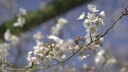 Japanese cherry blossoms 8