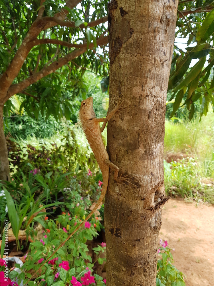 Fototapeta premium tree in the park