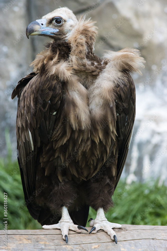 Fototapeta premium Light brown vulture sitting on the stone