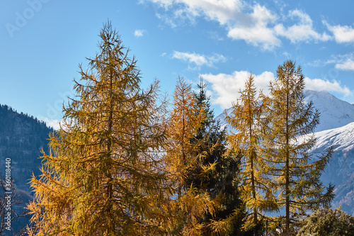 autumn trees in the mountains