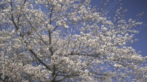 Japanese cherry blossoms 7
