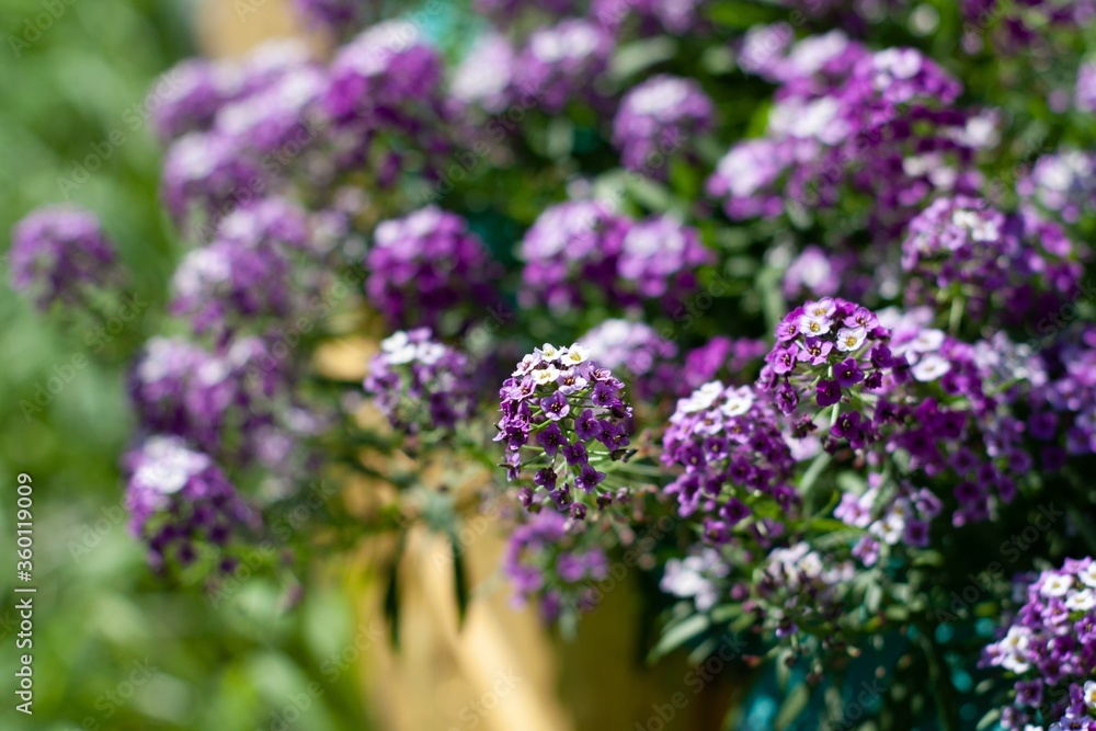 Obraz premium Garden bed with many violet alyssum flowers.
