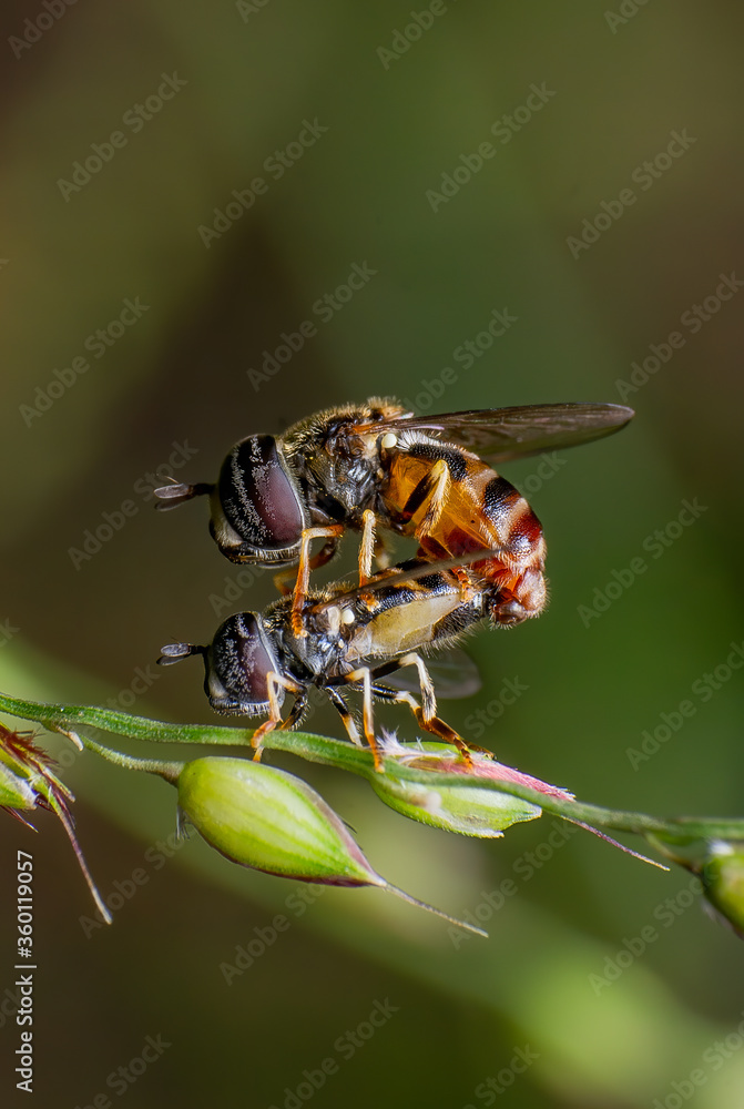 Fototapeta premium beautiful closeup photos of insects