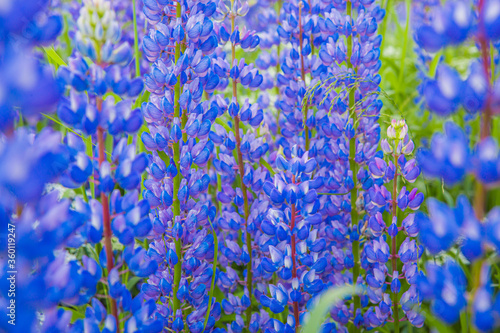 blue flowers wallpaper