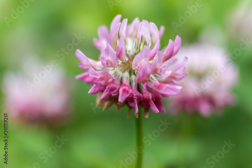 Flowers close up. Clover. Macro shooting. Texture. Blurred background.