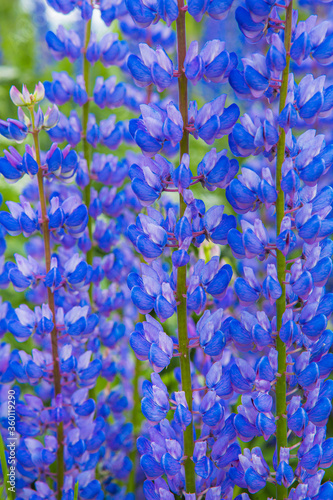 blue flowers wallpaper