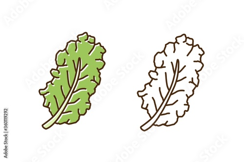 Set of green and monochrome leaves of kale in line art style. Fresh leaf of colorful and outline cabbage vector illustration. Natural organic vegetable with vitamin for dietary and healthy nutrition