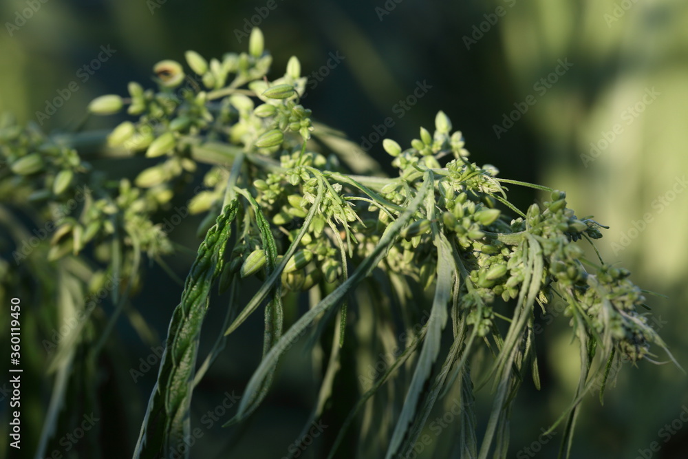 Fototapeta premium Narcotic plants in agriculture.