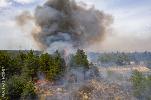Forest fire in the coniferous forest, aerial view. The human factor that caused the disaster. Shooting from the drone.