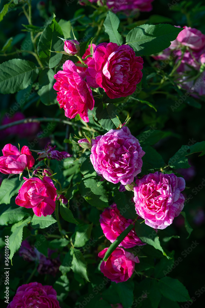 Rose variety Commandant Beaurpaire flowering in a garden.