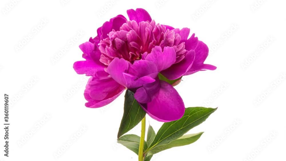 Timelapse of pink peony flower blooming on white background. Blooming peony flower open, time lapse, close-up. Wedding backdrop, Valentine's Day concept. Mother's day, Holiday, Love, birthday Timelapse of pink peony flower blooming on white background. Blooming peony flower open, time lapse, close-up. Wedding backdrop, Valentine's Day concept. Mother's day, Holiday, Love, birthday