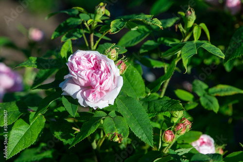 Rose variety Jacques Cartier flowering in a garden.