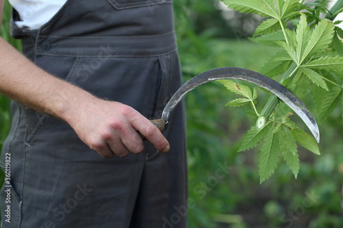 Farmer works in hemp field. Slices excess plants with a sickle
