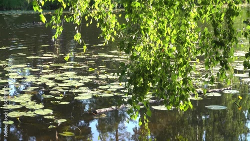 A birch branch above the pond in the rays of the setting sun sways in the wind. Water lilies