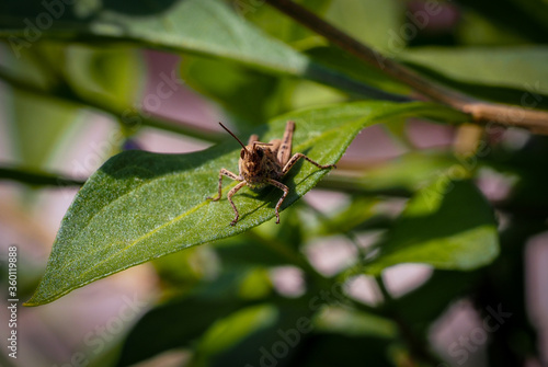 Small brown grasshopper close up © Gabi Gaasenbeek