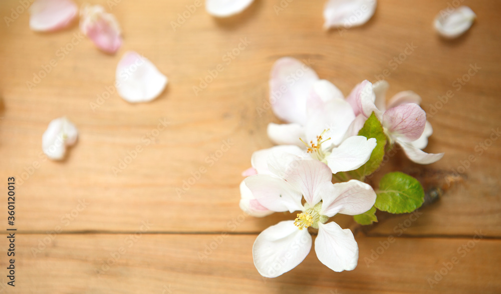 White Apple flowers and petals on a wooden background. The concept of eco-style, a celebration of spring, tenderness, love, women's health, sauna and Spa treatments, wedding in the summer. Space for t