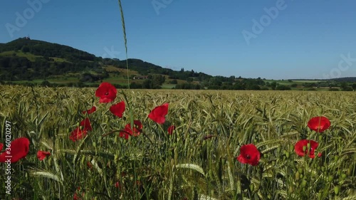 Blühende Mohnblumen am Feldrand