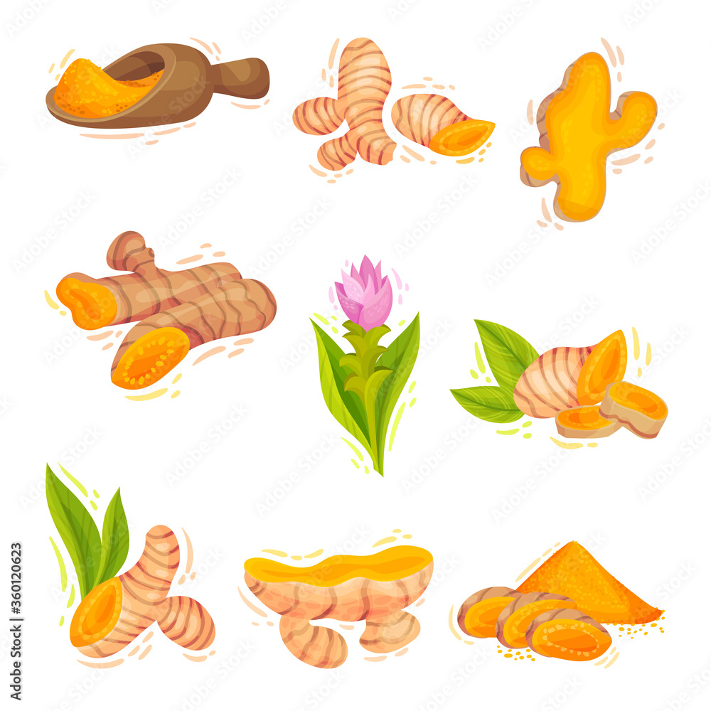 Turmeric Plant with Root and Powder in Bowl Vector Set Turmeric Plant with Root and Powder in Bowl Vector Set