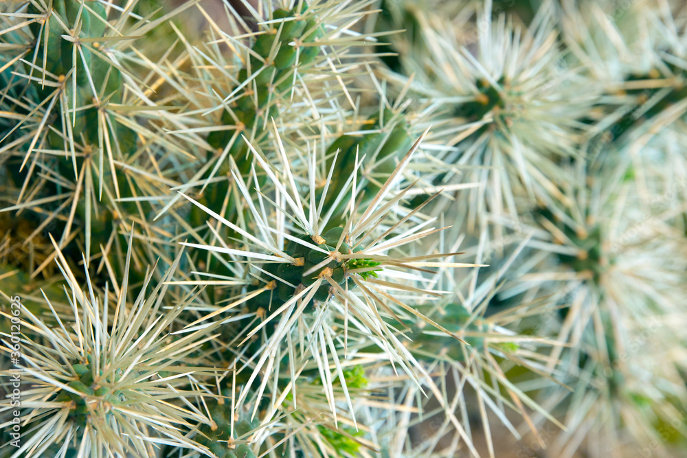 Beautiful exotic cactus in a pot closeup Beautiful exotic cactus in a pot closeup