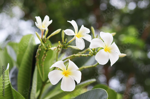 closeup of plumeria flower on tree