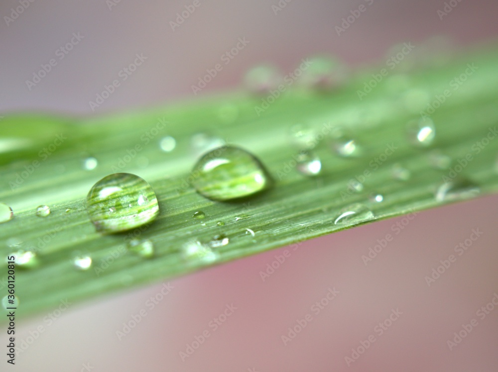 Closeup water drops on green leaf on pink blurred background ,droplets for background, macro image ,sweet color for card design and soft focus ,abstract background Closeup water drops on green leaf on pink blurred background ,droplets for background, macro image ,sweet color for card design and soft focus ,abstract background