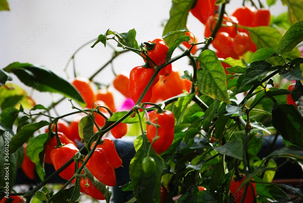 Eine Chilipflanze mit vielen roten und grünen Früchten hängt am Balkongeländer.