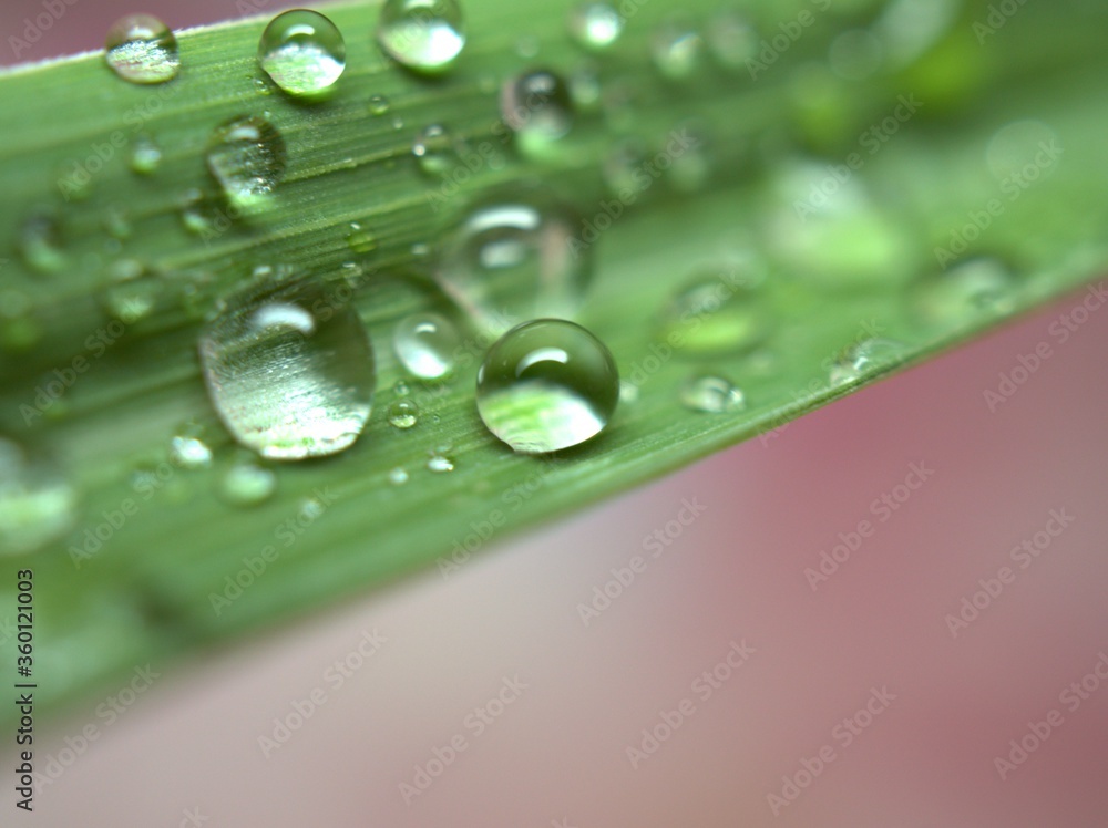 Closeup water drops on green leaf on pink blurred background ,droplets for background, macro image ,sweet color for card design and soft focus ,abstract background Closeup water drops on green leaf on pink blurred background ,droplets for background, macro image ,sweet color for card design and soft focus ,abstract background