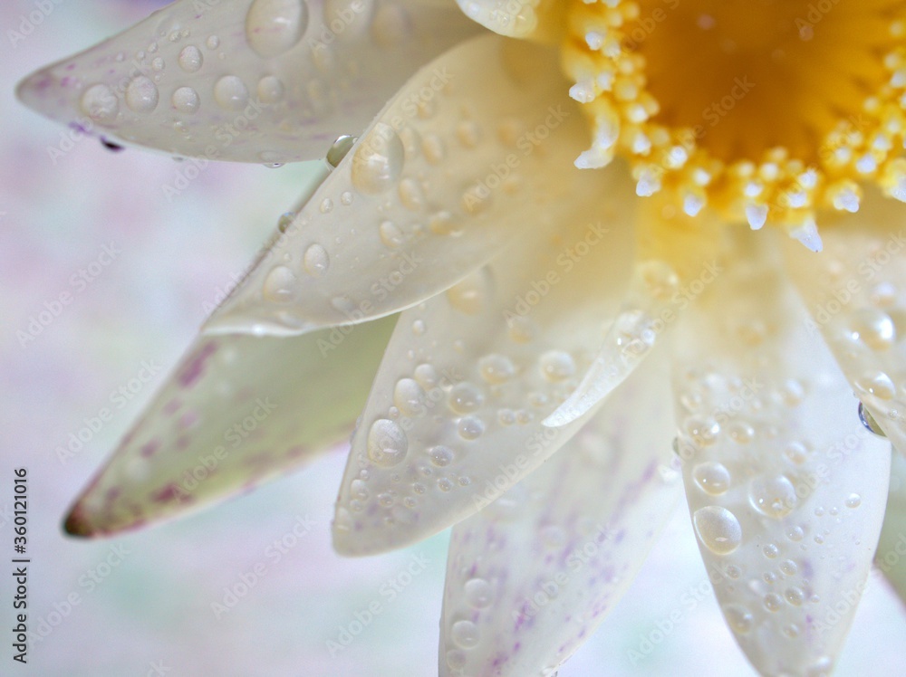 Fototapeta premium Closeup water drops on a white petals of water lily (lotus) flower with blurred ,droplets for background, macro image ,sweet color for card design and soft focus ,abstract background
