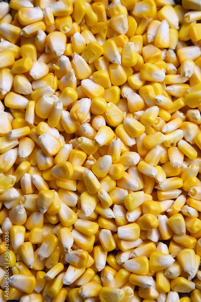 corn seeds background. shot in natural light at home. corn seeds background. shot in natural light at home.