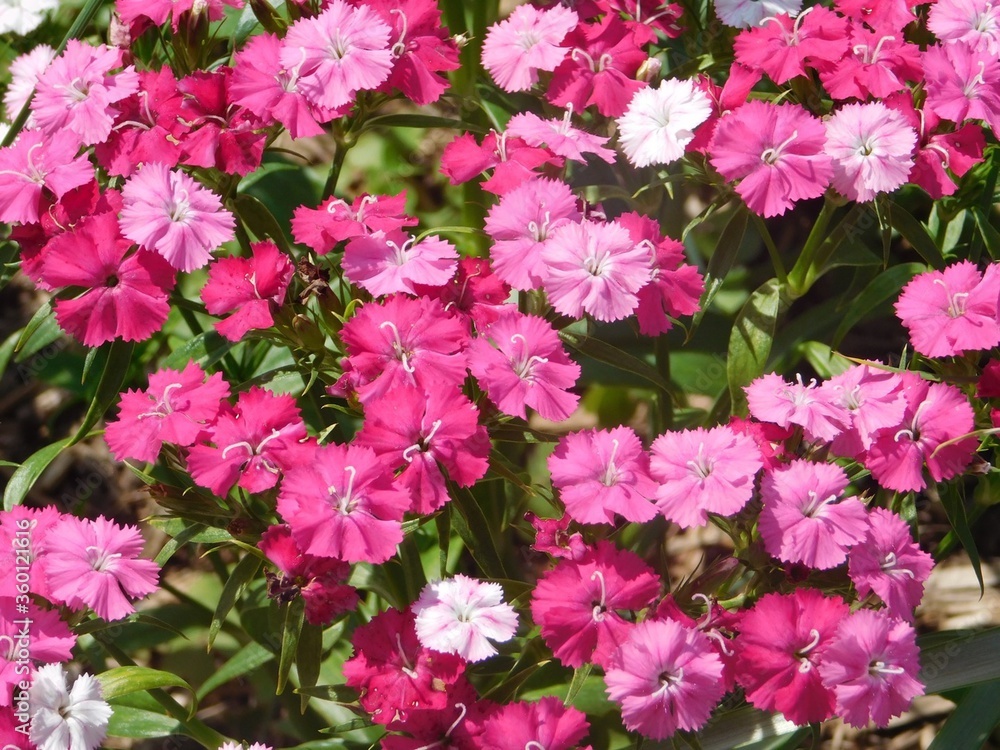 pink flowers in the garden pink flowers in the garden