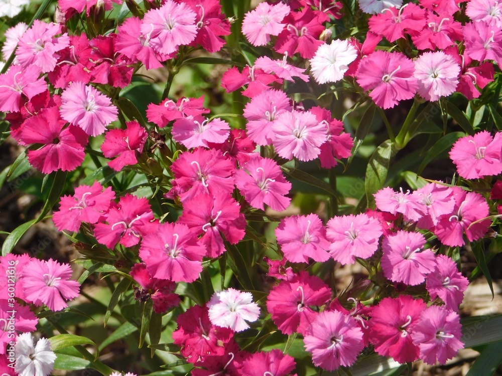 pink flowers in the garden