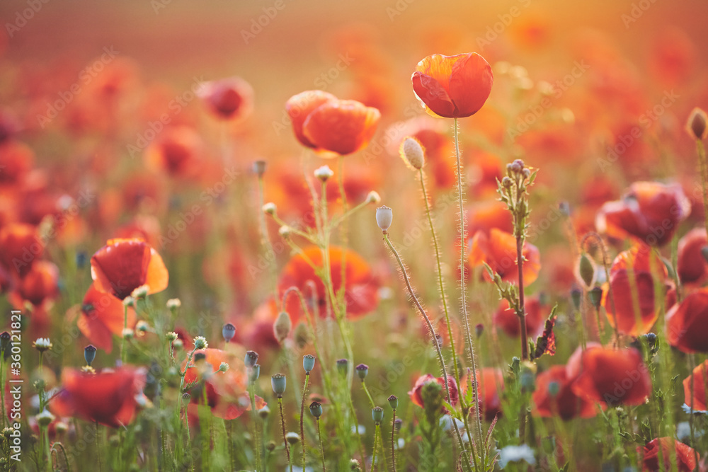 Field of poppy flowers at sunset, selective focus.