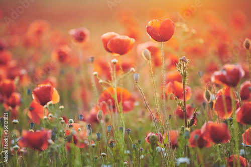 Field of poppy flowers at sunset  selective focus.