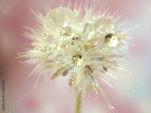 close up of a white dry flowers seeds with water droplets on pink blurred background and soft focus  macro image sweet color for card design   wallpaper  bright sweet background