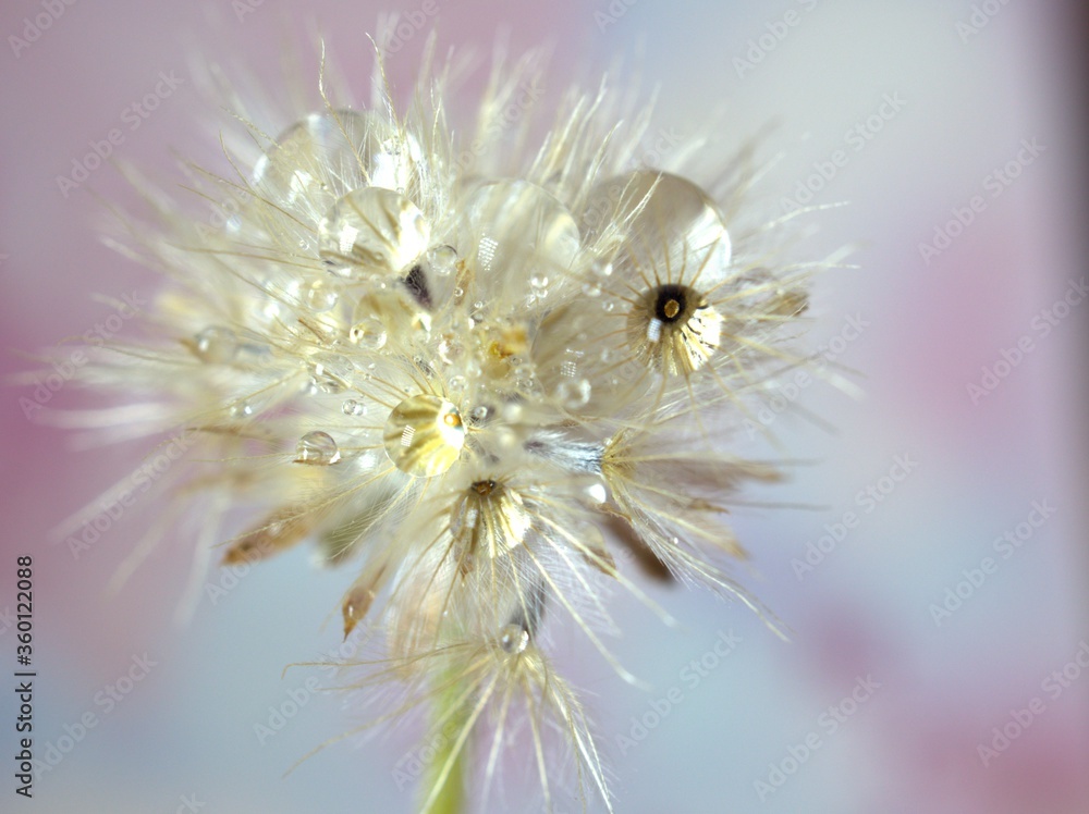 close up of a white dry flowers seeds with water droplets on pink blurred background and soft focus ,macro image sweet color for card design ,wallpaper, bright sweet background close up of a white dry flowers seeds with water droplets on pink blurred background and soft focus ,macro image sweet color for card design ,wallpaper, bright sweet background