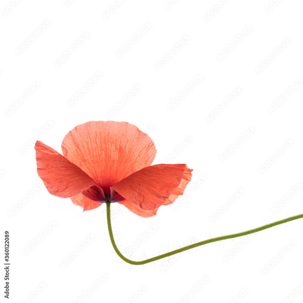 Poppy flower isolated on white. Poppy flower isolated on white.
