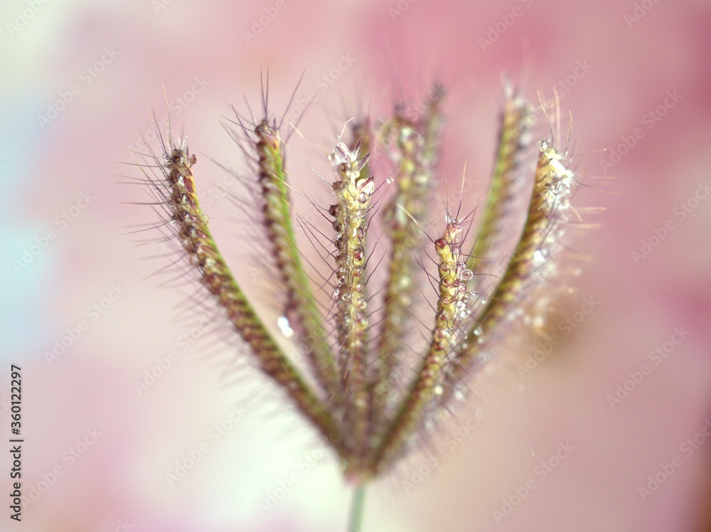 Fototapeta premium Closeup grass Chloris virgata , Eustachys plants with bright pink blurred background ,macro image ,wet spring plant ,sweet color for card design, water drops on grass