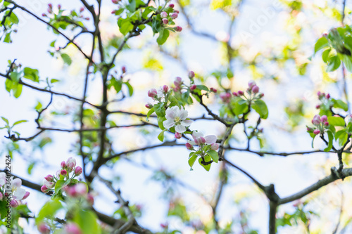 blooming apple trees  selective focus  blurred background
