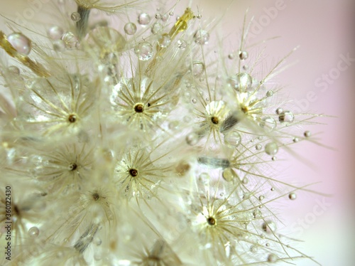 Closeup white dry flower plants with shiny drops of water on bright yellow gold blurred background   macro image   shiny for card design  pink sweet color for card design