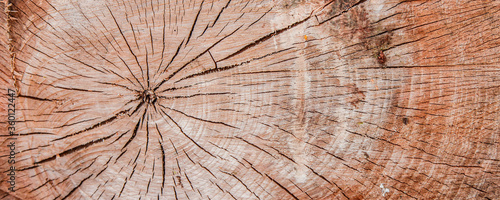section of a large tree
