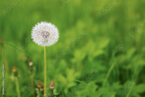 white dandelion among green grass