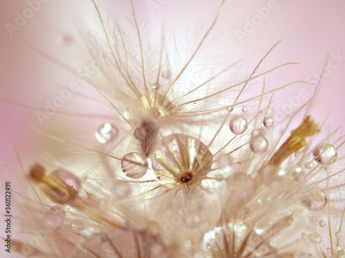 Closeup white dry flower plants with shiny drops of water on bright yellow gold blurred background , macro image , shiny for card design, pink sweet color for card design