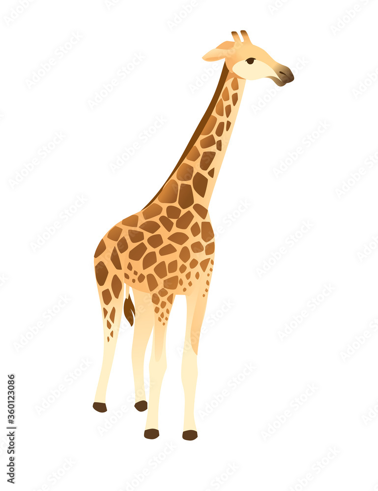 Fototapeta premium Mature giraffe african animal with long neck cartoon animal design flat vector illustration isolated on white background