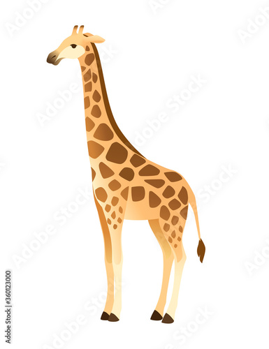 Fototapeta Naklejka Na Ścianę i Meble -  Mature giraffe african animal with long neck cartoon animal design flat vector illustration isolated on white background